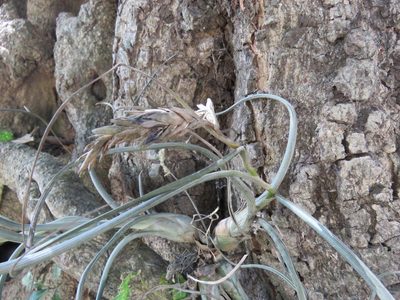Tillandsia pseudobaileyi, photographed by Alexis López Hernández