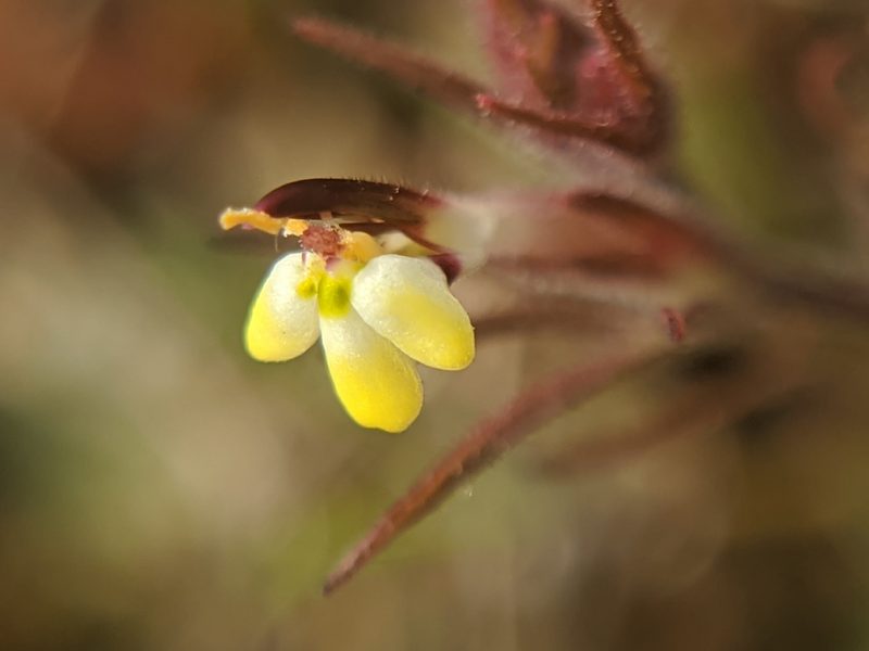 Triphysaria micrantha, photographed by Alex Heyman