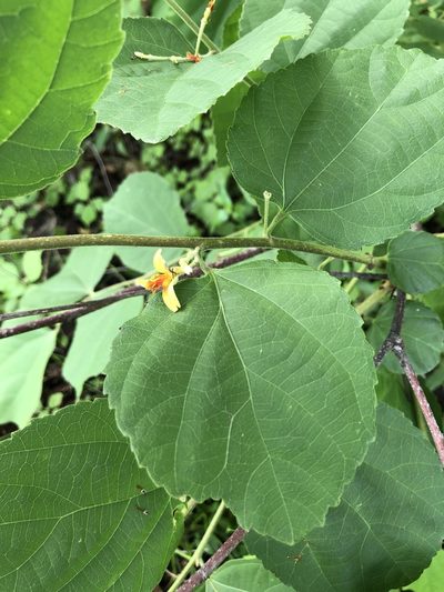 Grewia asiatica, photographed by elawrey