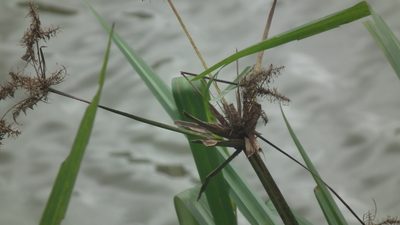 Cyperus dives, photographed by Shaun Swanepoel