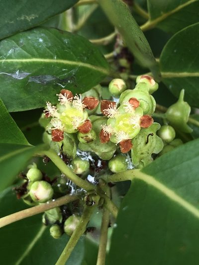 Lophostemon grandiflorus, photographed by elawrey