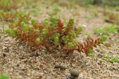 Sedum sasakii, photographed by chiuluan