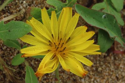 Ixeris japonica, photographed by chiuluan