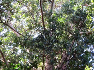 Podocarpus macrophyllus, photographed by Marco Mussita