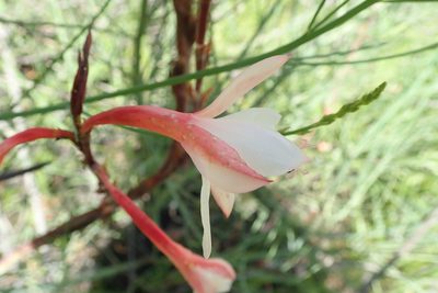 Watsonia knysnana, photographed by Peter Warren