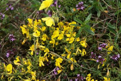 Genista legionensis, photographed by Ina Siebert