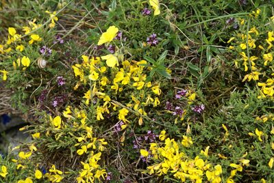 Genista legionensis, photographed by Ina Siebert