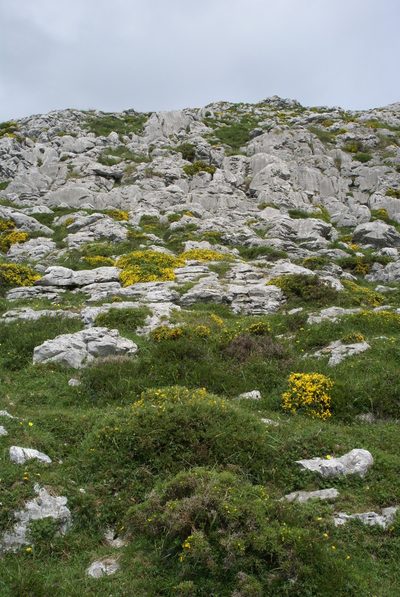 Genista legionensis, photographed by Ina Siebert