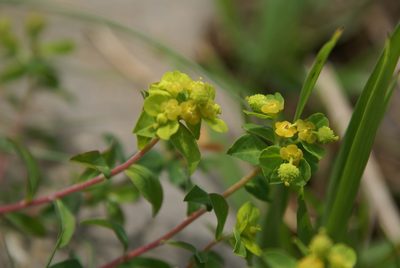 Euphorbia flavicoma, photographed by Ina Siebert