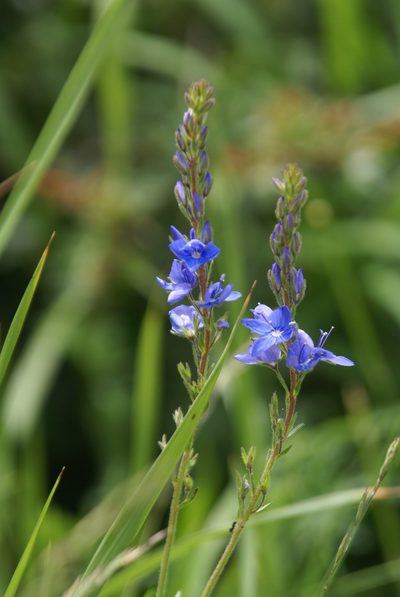 Veronica sennenii, photographed by Ina Siebert