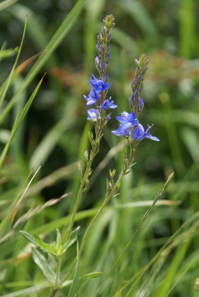 Veronica sennenii, photographed by Ina Siebert