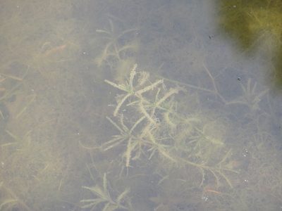 Najas guadalupensis, photographed by Summit Metro Parks