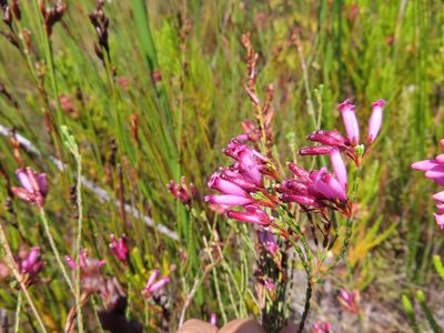 Erica cristata, photographed by linkie