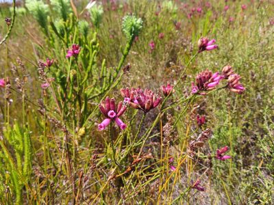Erica cristata, photographed by linkie