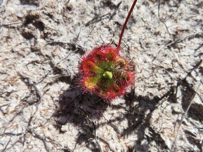 Drosera xerophila, photographed by linkie