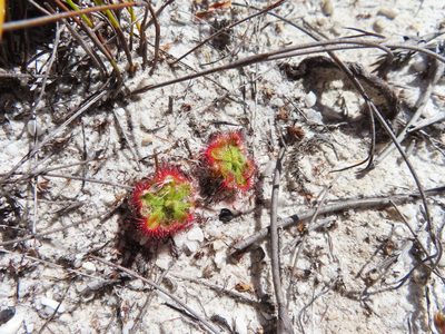 Drosera xerophila, photographed by linkie