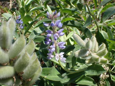 Lupinus floridanus, photographed by John Abrams