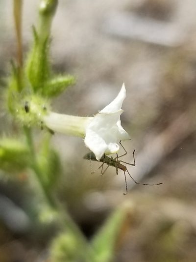 Nicotiana clevelandii, photographed by Rod