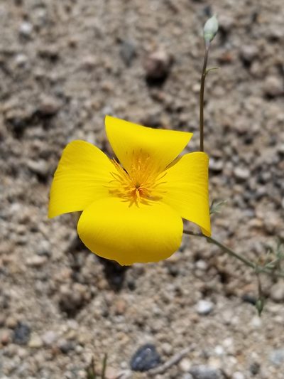 Eschscholzia papastillii, photographed by Rod