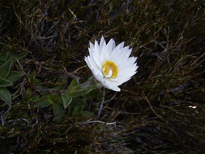 Xerochrysum milliganii, photographed by Dr. Guido Bohne
