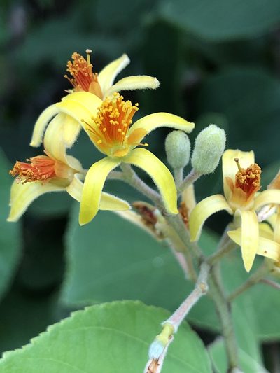 Grewia asiatica, photographed by elawrey