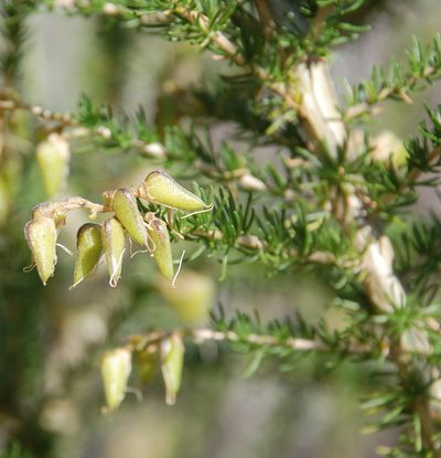 Aspalathus corrudifolia, photographed by Charles Stirton