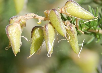 Aspalathus corrudifolia, photographed by Charles Stirton