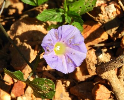 Ipomoea meyeri, photographed by Francisco Farriols Sarabia