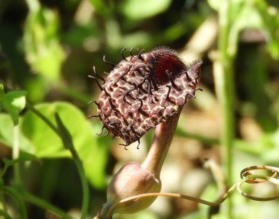 Aristolochia taliscana, photographed by Francisco Farriols Sarabia