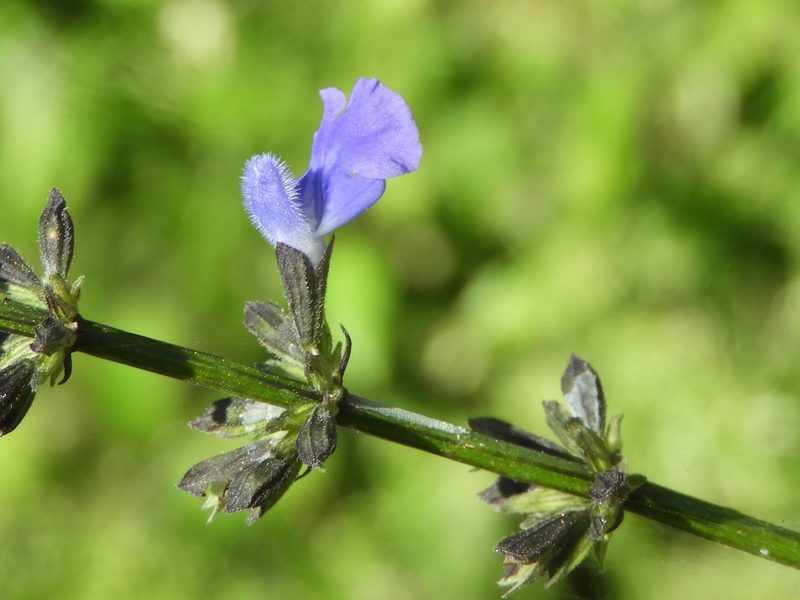Salvia languidula, photographed by Francisco Farriols Sarabia