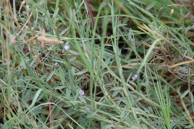 Psoralea alata, photographed by Charles Stirton