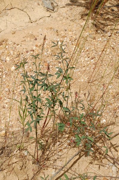 Indigofera psoraloides, photographed by Charles Stirton