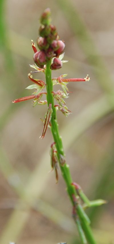 Indigofera triquetra, photographed by Charles Stirton