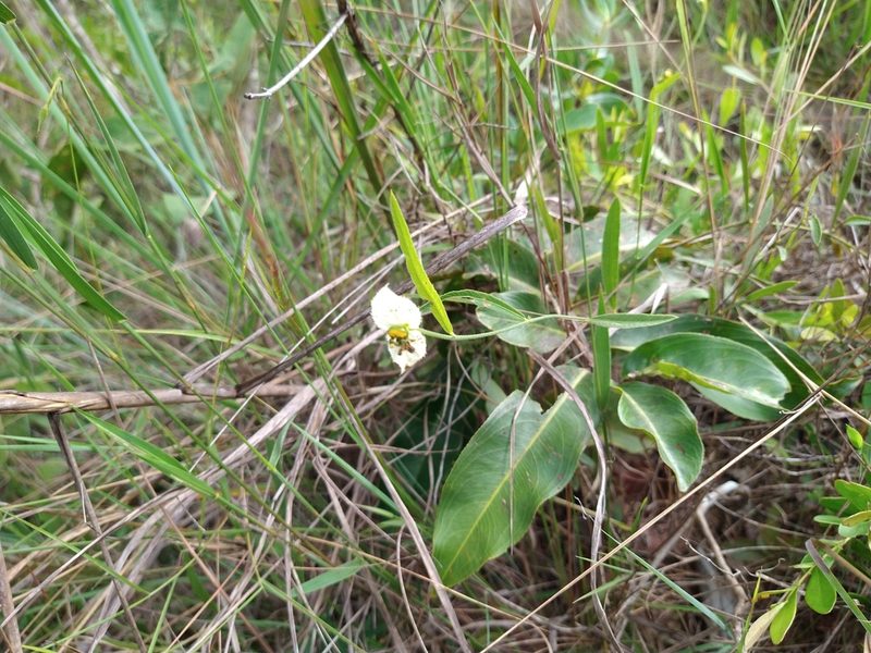 Dalechampia caperonioides, photographed by Leonardo Bergamini
