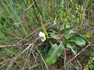 Dalechampia caperonioides, photographed by Leonardo Bergamini