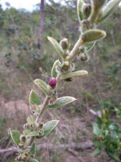Ipomoea argentea, photographed by Leonardo Bergamini