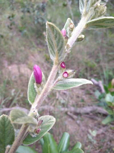 Ipomoea argentea, photographed by Leonardo Bergamini