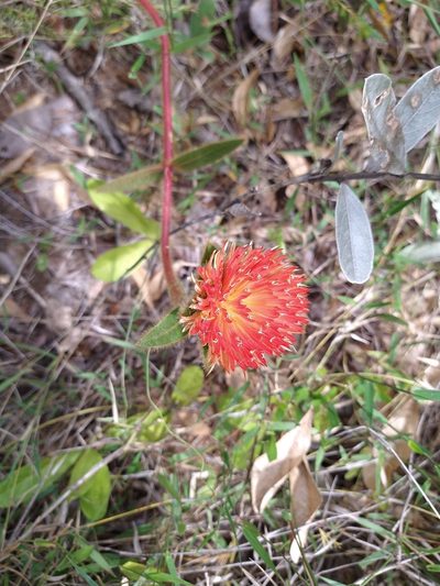 Gomphrena arborescens, photographed by Leonardo Bergamini