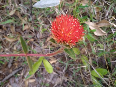 Gomphrena arborescens, photographed by Leonardo Bergamini