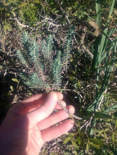 Euphorbia pithyusa, photographed by J Straka