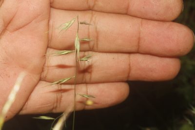 Bouteloua repens, photographed by Juan Cruzado Cortés