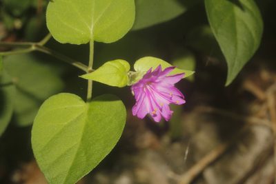 Mirabilis violacea, photographed by Juan Cruzado Cortés