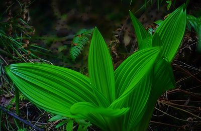 Veratrum fimbriatum, photographed by Michael Warner