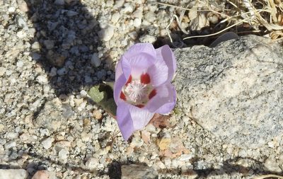 Eremalche rotundifolia, photographed by Diana