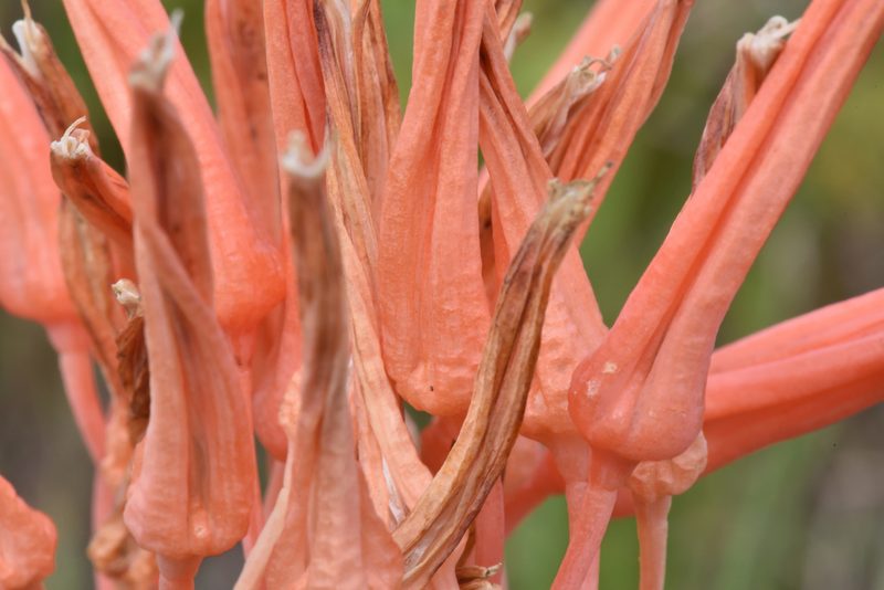 Aloe micracantha, photographed by Andrew Gillespie