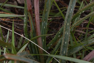 Aloe micracantha, photographed by Andrew Gillespie