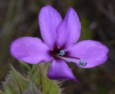 Barleria pungens, photographed by Andrew Gillespie