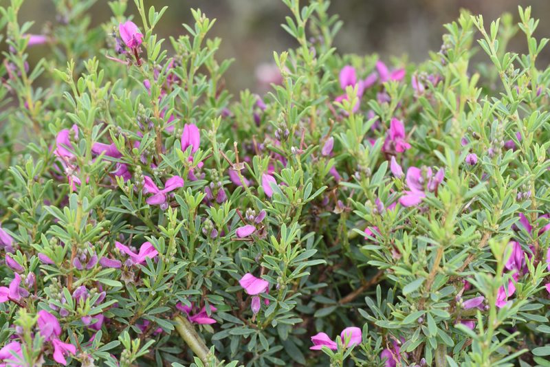 Indigofera denudata, photographed by Andrew Gillespie