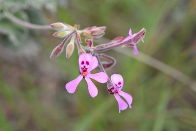 Pelargonium reniforme, photographed by Andrew Gillespie