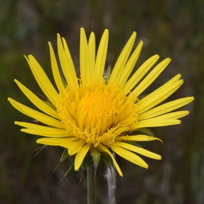 Berkheya decurrens, photographed by Andrew Gillespie